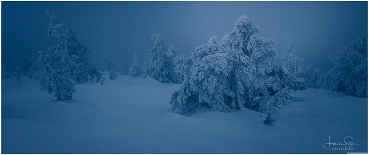 frostiger winterwald mit schneebedeckten baeumen