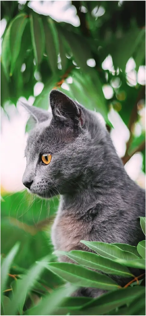 graue katze in gruener umgebung mit leuchtenden augen