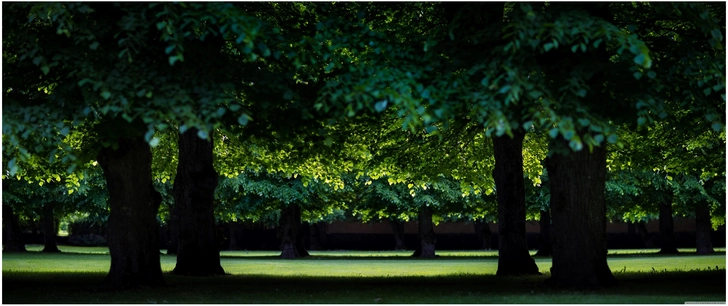 gruene baeume im park unter sanftem licht