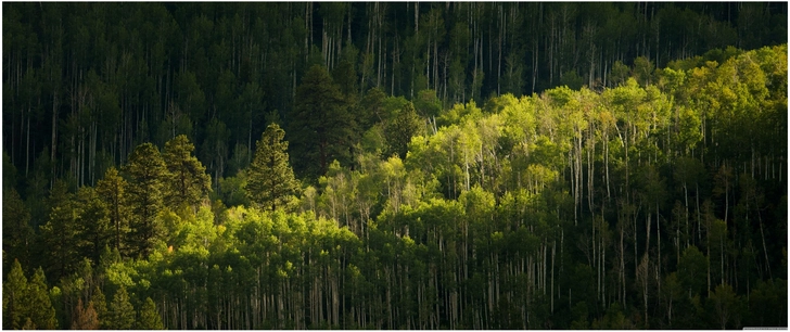 gruener wald mit lichtspielen und baeumen