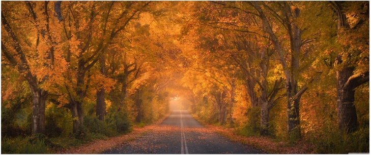 herbstliche baumallee mit goldenen blaettern und ruhiger strasse