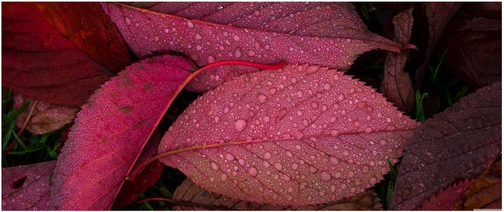 herbstliche blaetter mit wassertropfen in leuchtendem rot