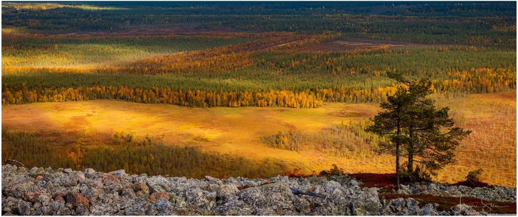 herbstliche landschaft lappland mit felsen und baum