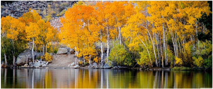 herbstliche landschaft leuchtend gelbe baeume am see
