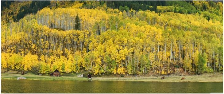herbstliche landschaft mit gelben baeumen am see
