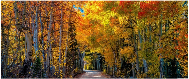 herbstliche lauballee mit bunten baeumen