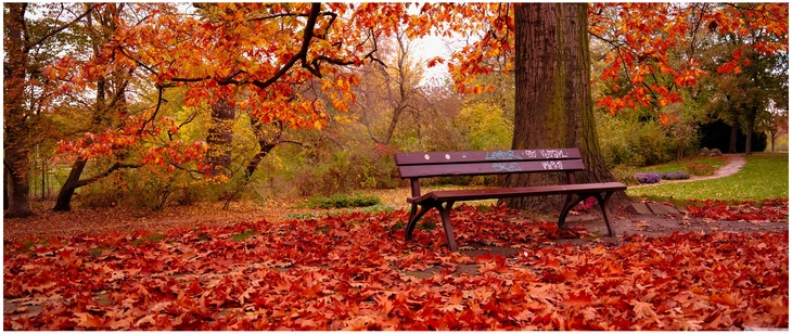 herbstliche parkbank in leuchtenden farben