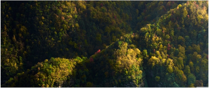 herbstliche waldlandschaft mit farbenpracht