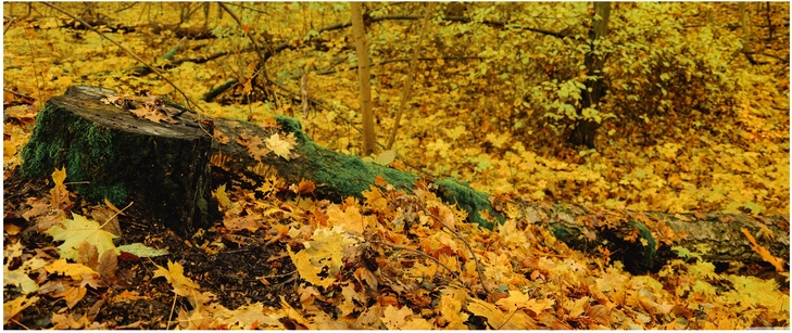 herbstliche waldszene mit baumstumpf und bunten blaettern