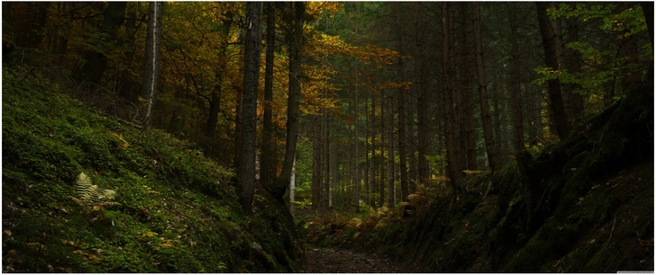herbstlicher wald mit buntem laub und natuerlicher atmosphaere