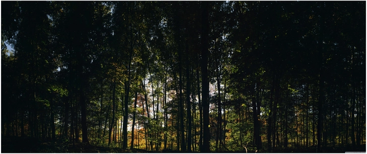 herbstlicher wald mit sonnenstrahlen durch die baeume