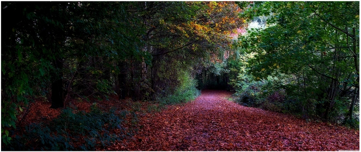 herbstlicher waldweg mit buntem laub