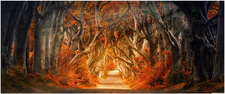 herbstlicher waldweg mit bunten farben und majestaetischen baeumen