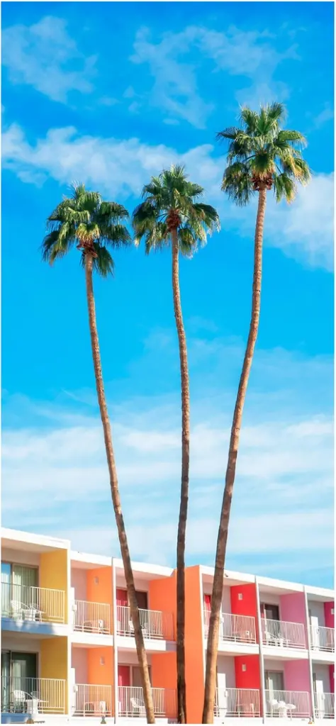 hohe palmboeaeume vor bunten gebaeuden unter blauem himmel