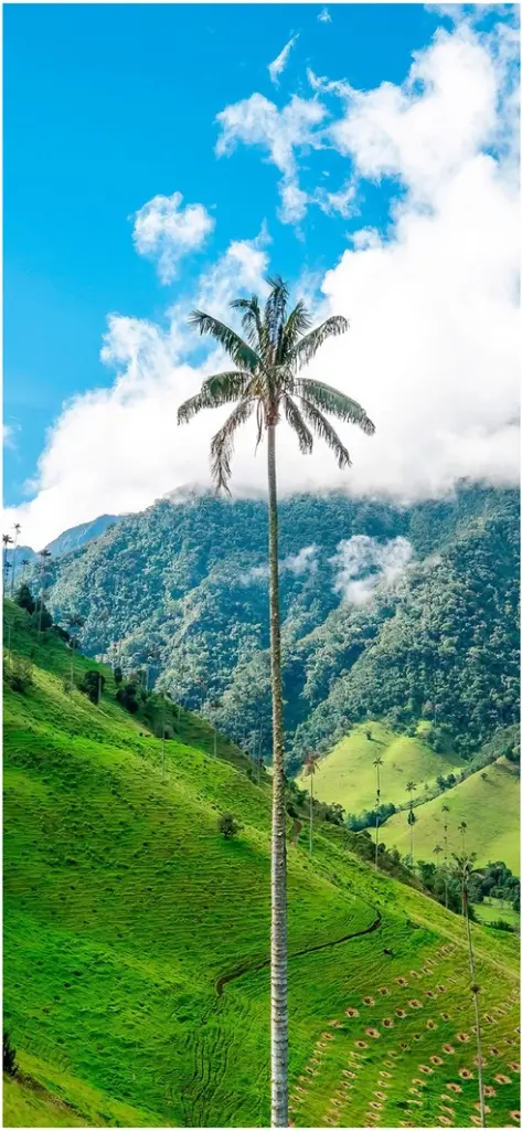 hohe palme gruene landschaft blauer himmel