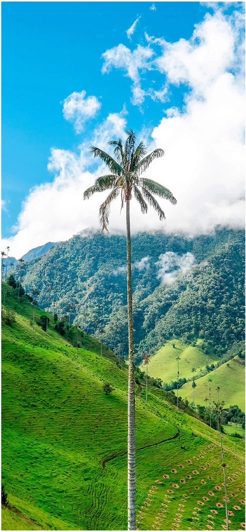 hohe-palme-gruene-landschaft-blauer-himmel
