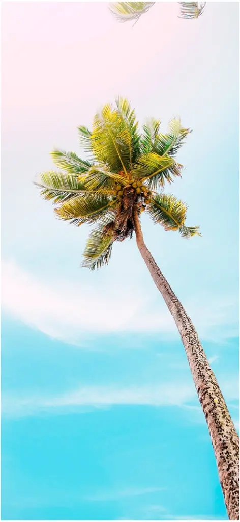 hohe palme unter blauem himmel