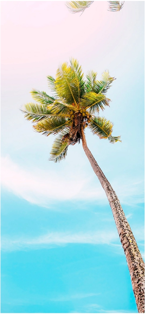 hohe-palme-unter-blauem-himmel