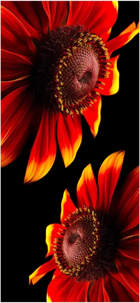 intensive rote blumen mit textur und kontrast