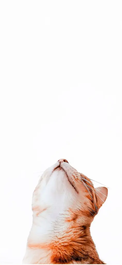 katze schaut nach oben vor weiss 01