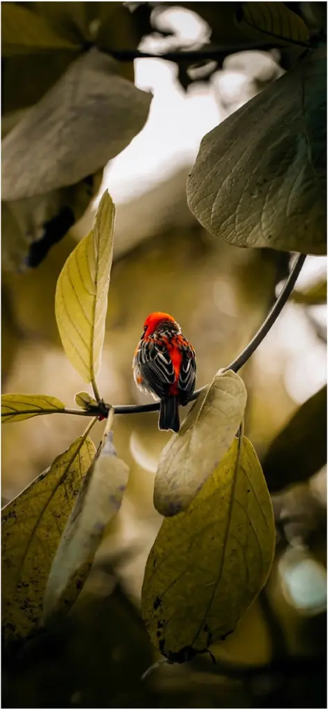 kleiner roter vogel auf einem ast in der natur