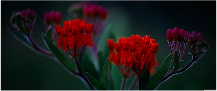 lebendige blumen in rot und pink auf dunklem hintergrund