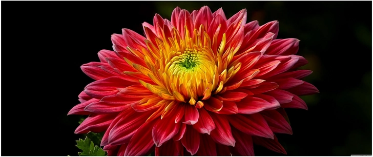 lebendige chrysantheme in rot und gelb