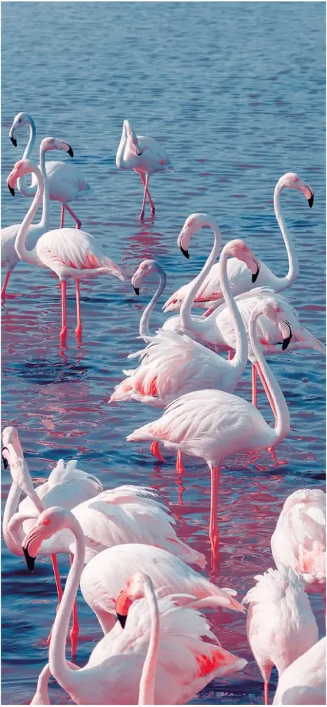 lebendige flamingos im wasser mit reflektierenden farben