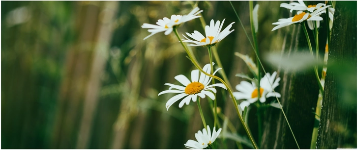 lebendige margeriten am holzzaun