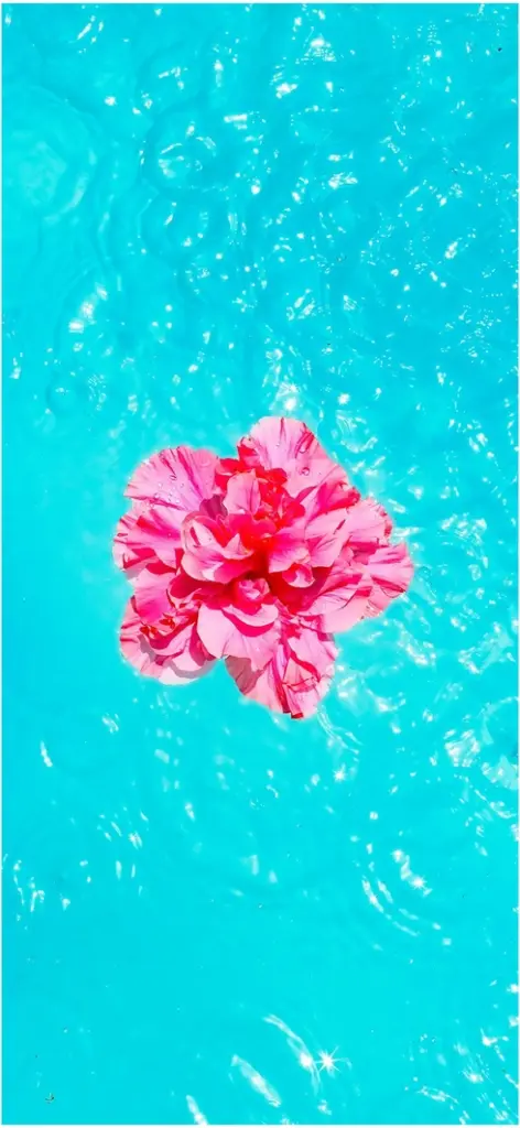 lebendige pinkfarbene blume auf tuerkisem wasser