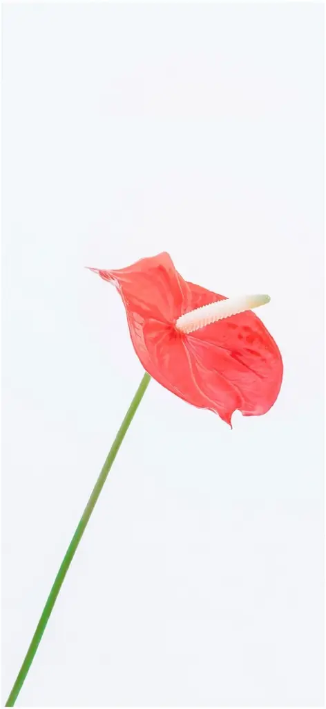 lebendige rote blume auf weissem hintergrund