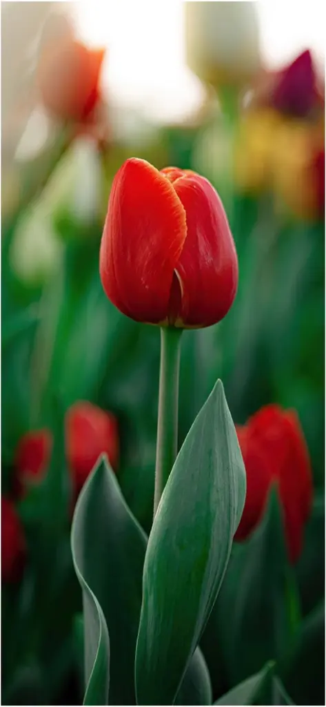 lebendige rote tulpe inmitten eines blumenfeldes