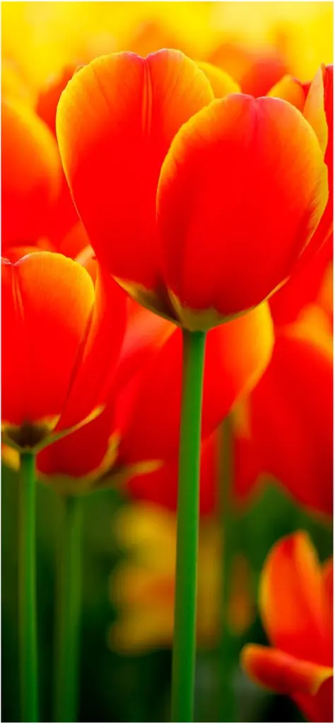 lebendige rote tulpen in voller bluete