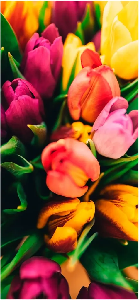 lebendige tulpen in verschiedenen farben