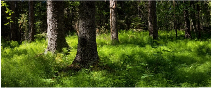 lebendige waldlandschaft mit ueppigem unterholz und baeumen