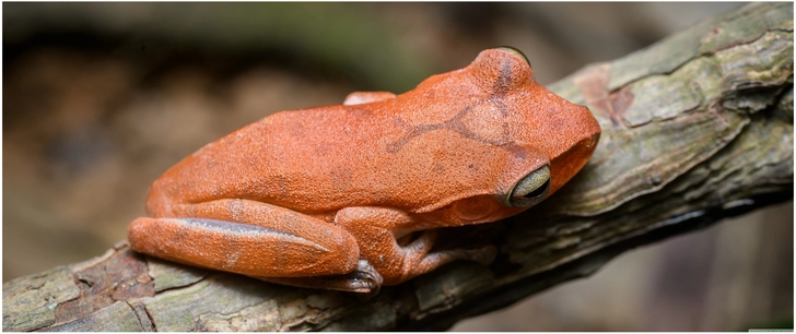 lebensnahes foto einer orangefarbenen baumfrosch auf einem ast