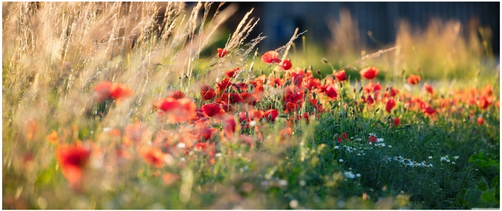 lebhafte mohnblumen im goldenen grasfeld