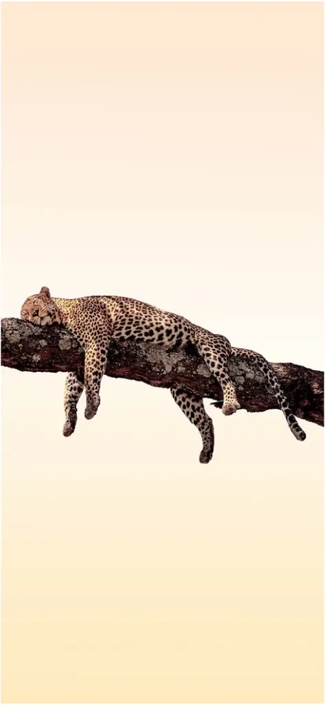 leopard entspannt auf baumast schlafend