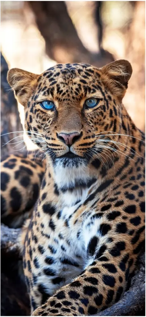 leopard mit blauen augen in der natur