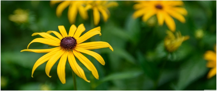 leuchtend gelbe blume in der natur
