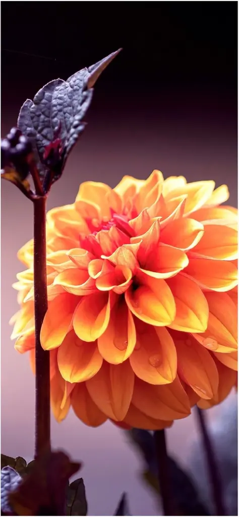 leuchtend orangefarbene blume in sanfter beleuchtung
