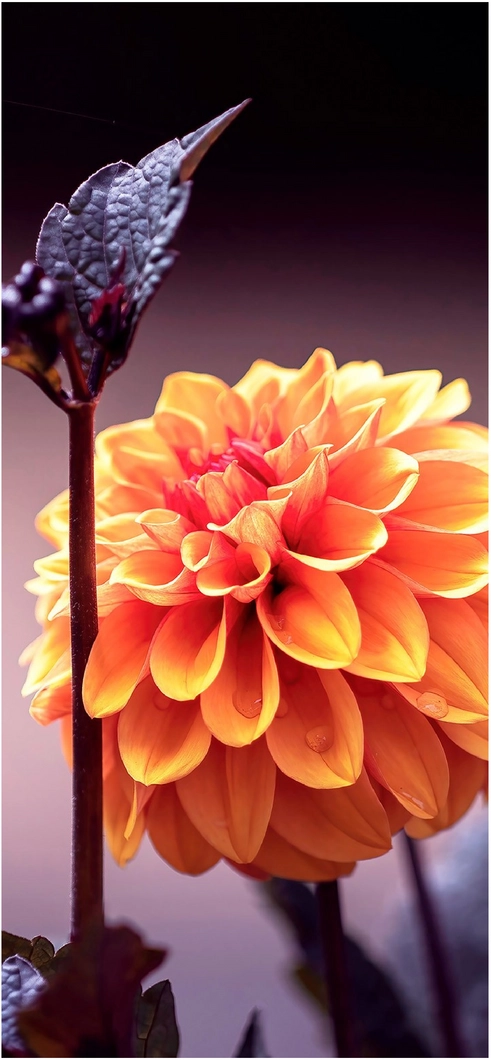 leuchtend-orangefarbene-blume-in-sanfter-beleuchtung