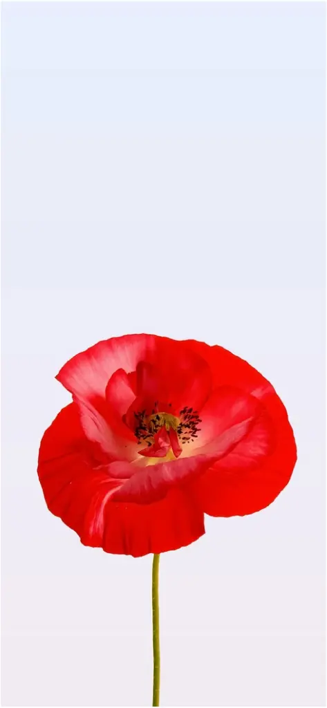 leuchtend rote mohnblume auf helle hintergrund