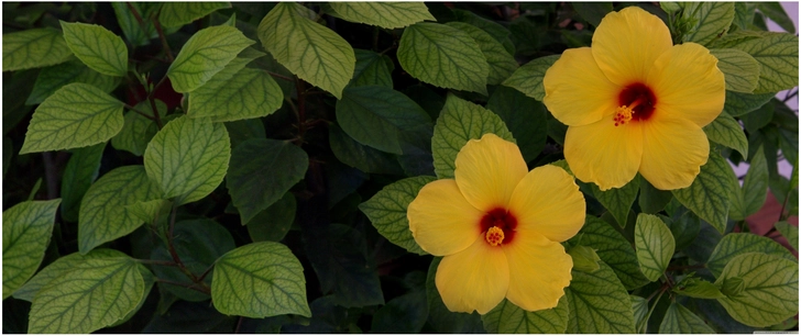 leuchtende hibiskusblueten im gruenen
