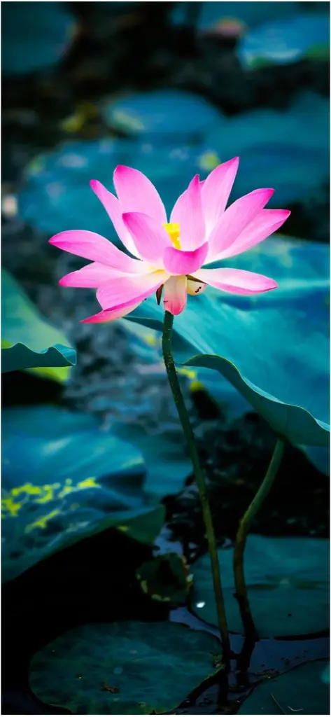 leuchtende lotusblume im wasser blueten blatt natur kunst