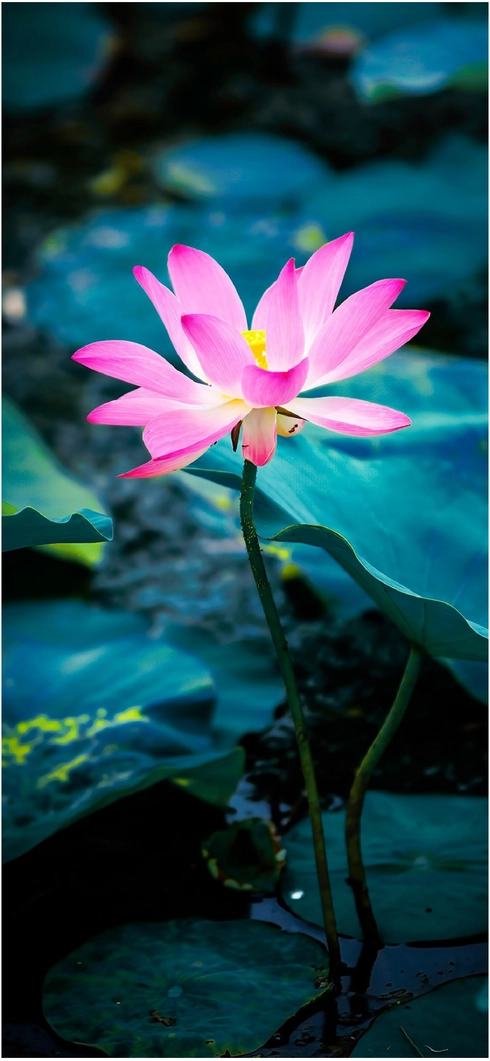leuchtende-lotusblume-im-wasser-blueten-blatt-natur-kunst