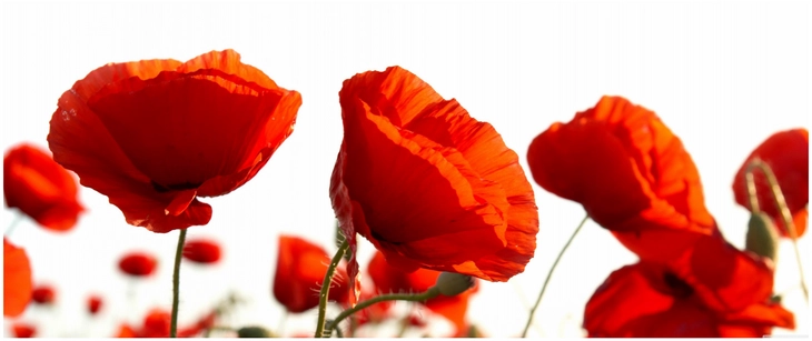 leuchtende mohnblumen im sonnenlicht