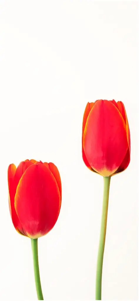 leuchtende rote tulpen auf weiss