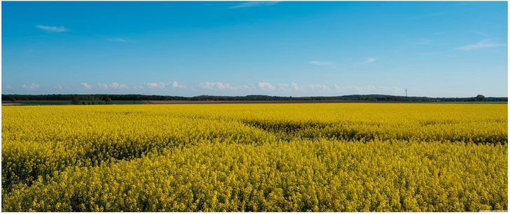 leuchtendes rapsfeld unter blauem himmel