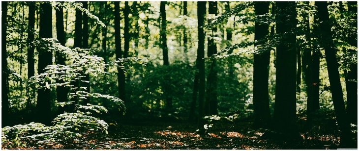 lichtdurchfluteter wald mit sonnenstrahlen